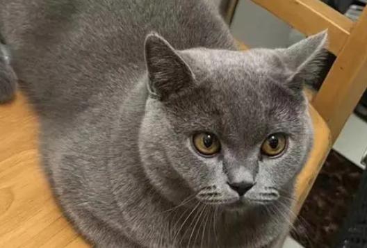 为什么好多人丢蓝猫