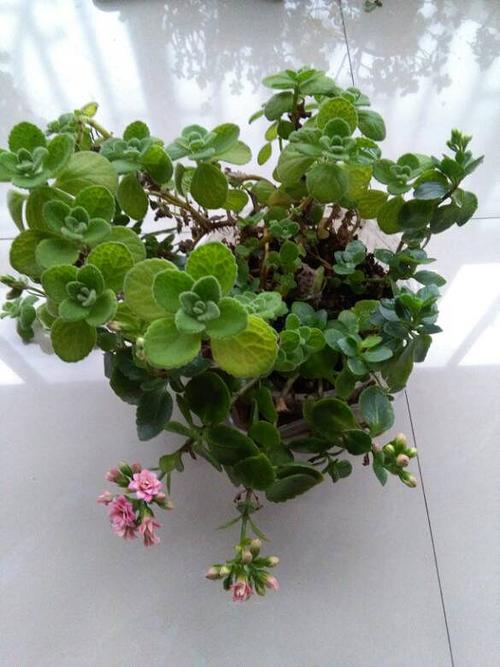 碰碰香开花图片