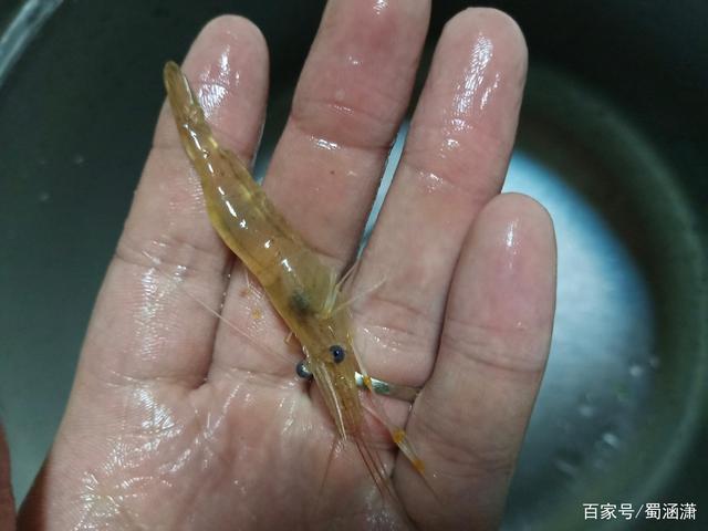 十大已灭绝虾