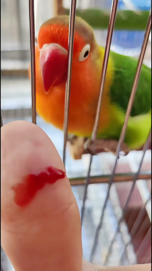鹦鹉轻轻咬舔唇主人的嘴