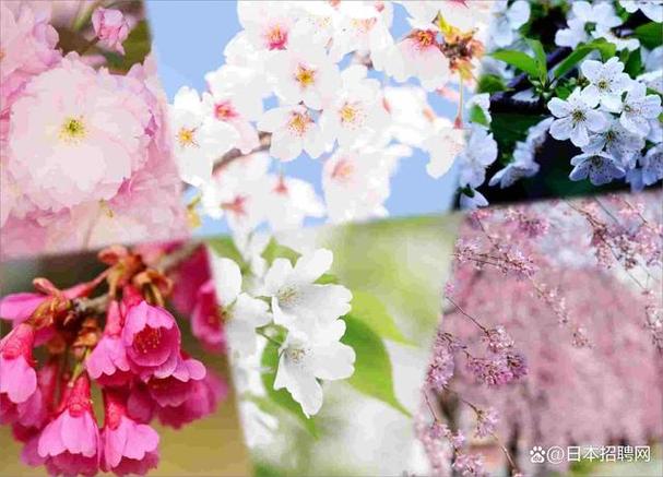 去日本看樱花费用