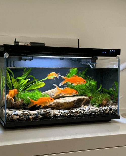 fishbowl的中文意思