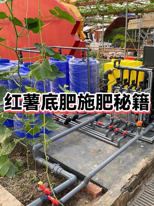红薯施底肥的正确方法截图