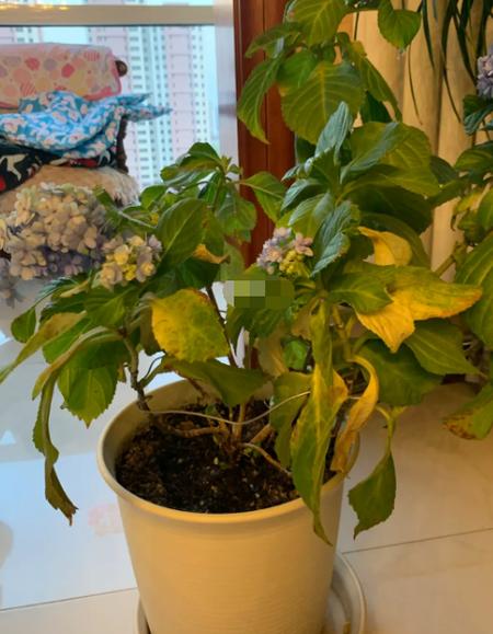 绣球花黄叶怎么处理