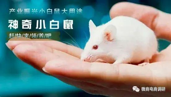 养鼠拿分红