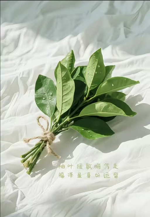 柚子叶图片100张缩略图