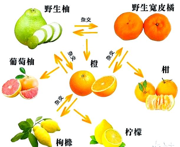 橙柚漫画