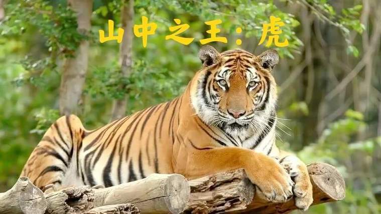 山中之王王自尊猜生肖