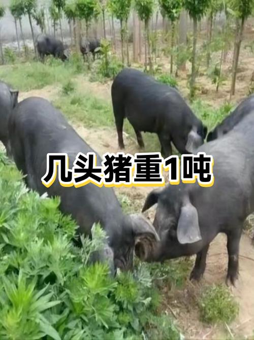 正常一头猪多少斤