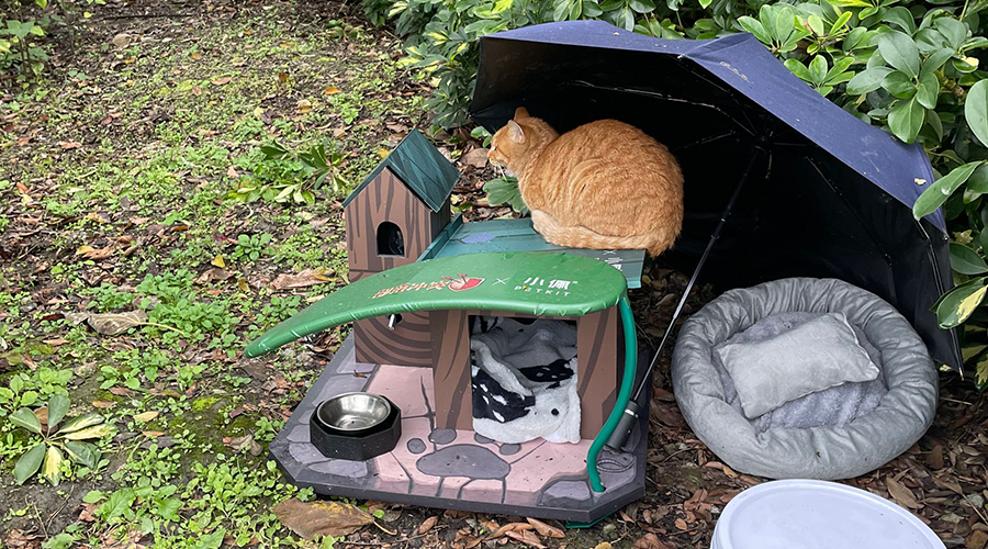 猫小屋