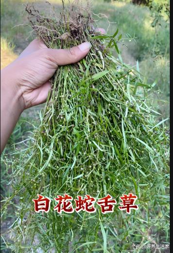 蛇舌草的抗肿瘤作用