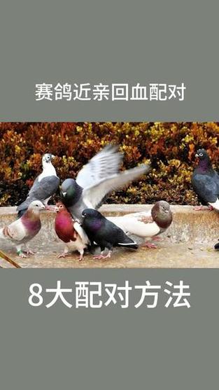 鸽子配对绝招