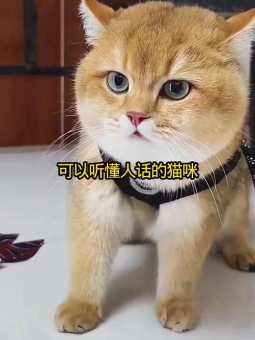 猫咪能听懂人说话吗?