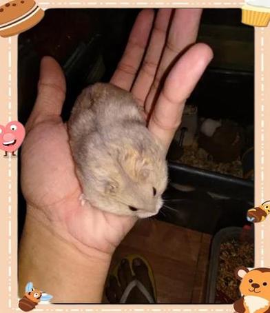 仓鼠有病的话有哪些特征