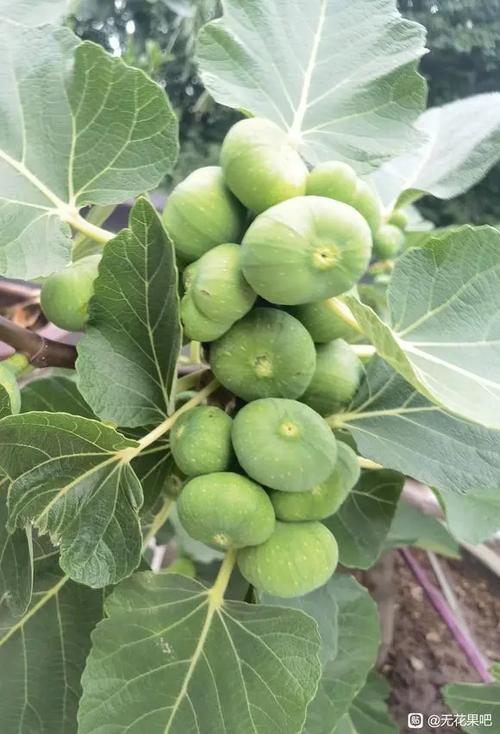 无花果吧
