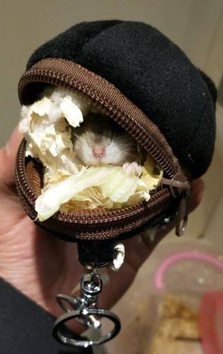 仓鼠可以坐火车吗