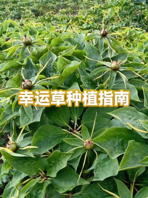 幸运草的种植方法和注意事项