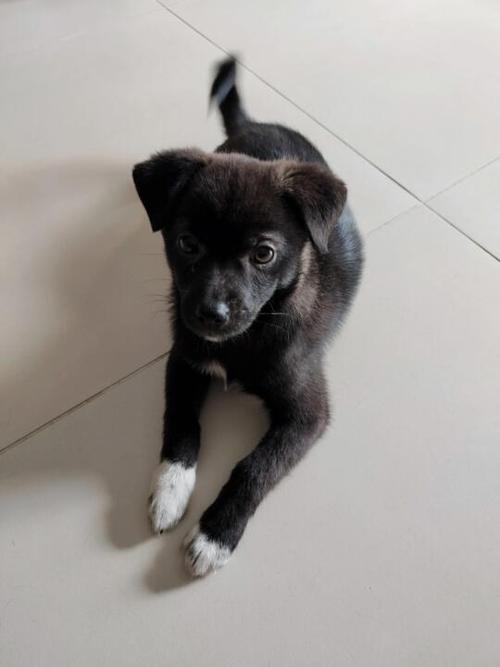 小型犬土狗