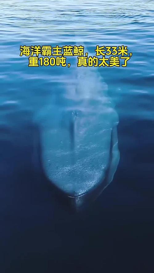 一条鲸鱼重500多少