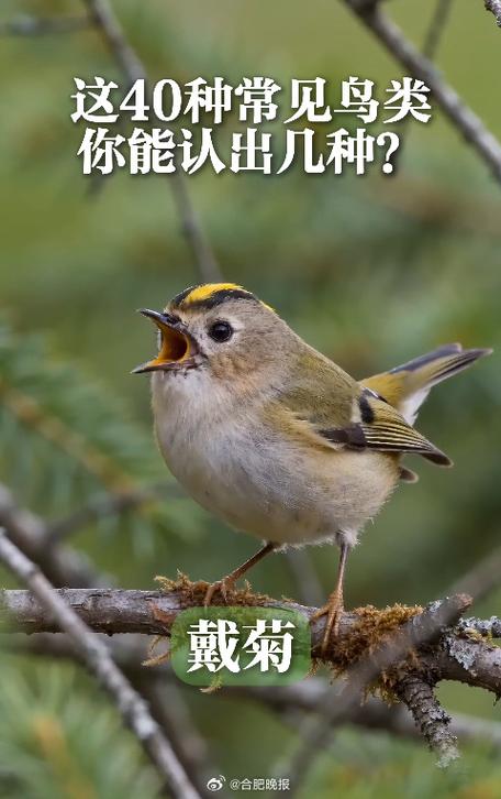 10种常见鸟叫游戏截图