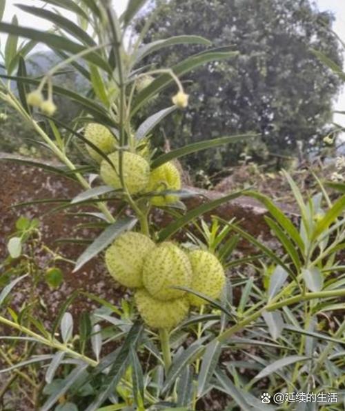 种植什么果树赚百万