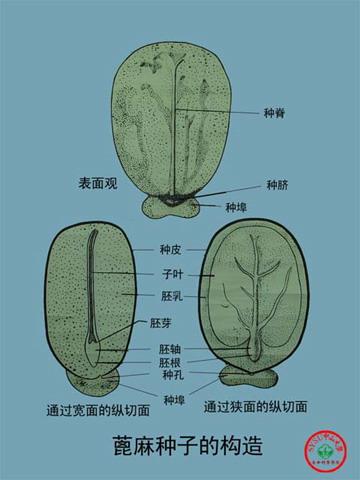 种子的结构和功能
