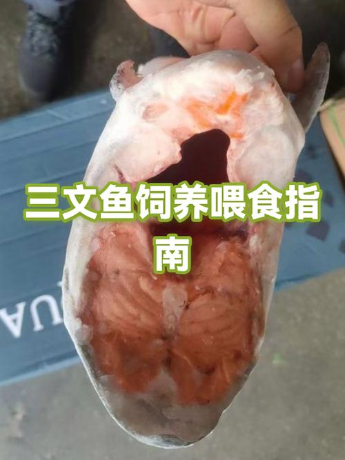 三文鱼吃不完放冷藏还是冷冻截图