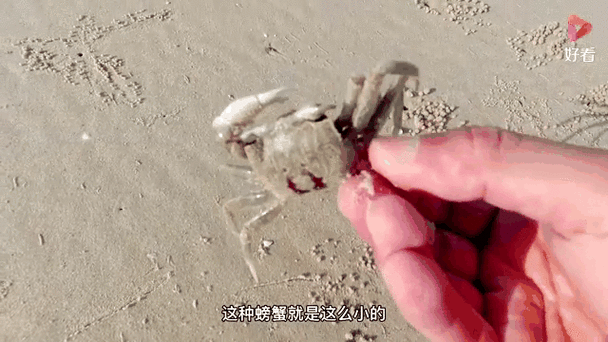 螃蟹爬出来会躲哪里