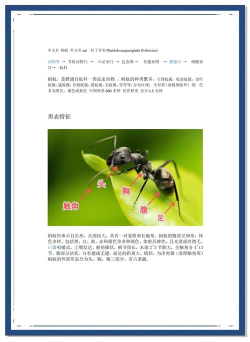 蚂蚁信息