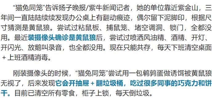 黄鼠狼把办公室当自助餐厅