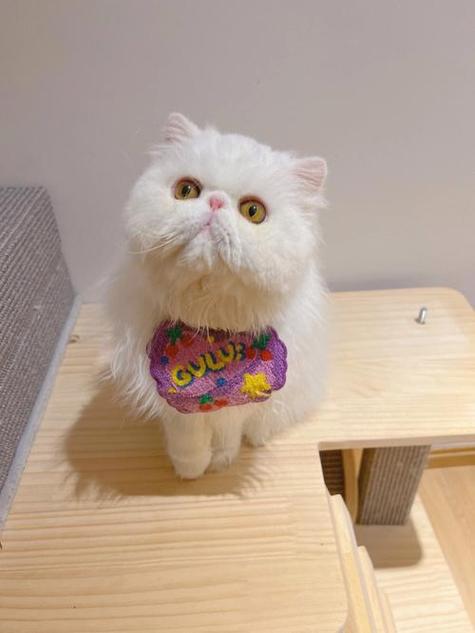加菲猫寿命一般多少年