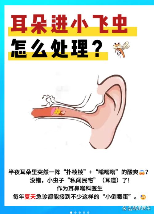 小飞虫进耳朵会入脑吗