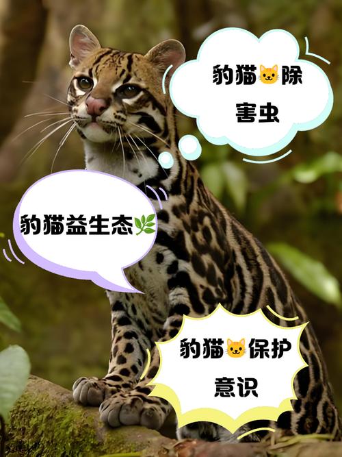 自制诱豹猫药水配方