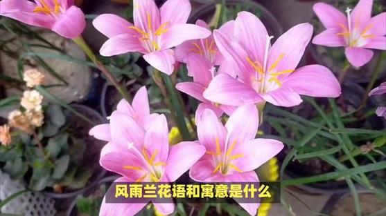 风雨兰的花语和寓意
