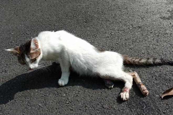 猫没网了