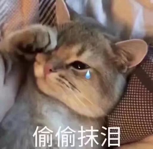 哭了表情包可爱