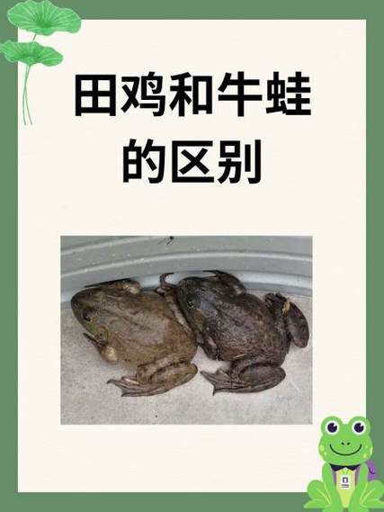 田鸡和牛蛙哪个档次高
