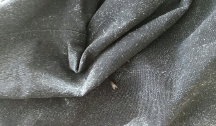 真毛的衣服会掉毛吗