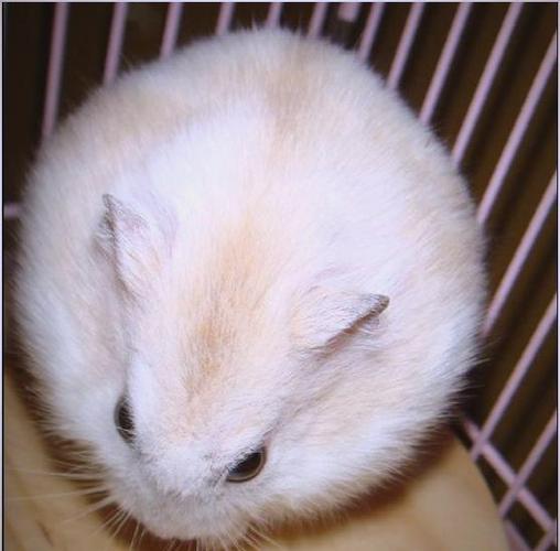 仓鼠仓鼠