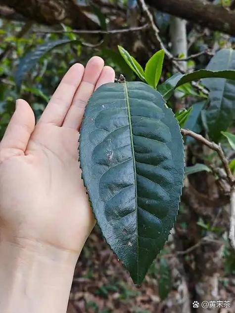 淘茶app种茶树