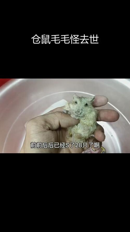 仓鼠死了有哪些症状