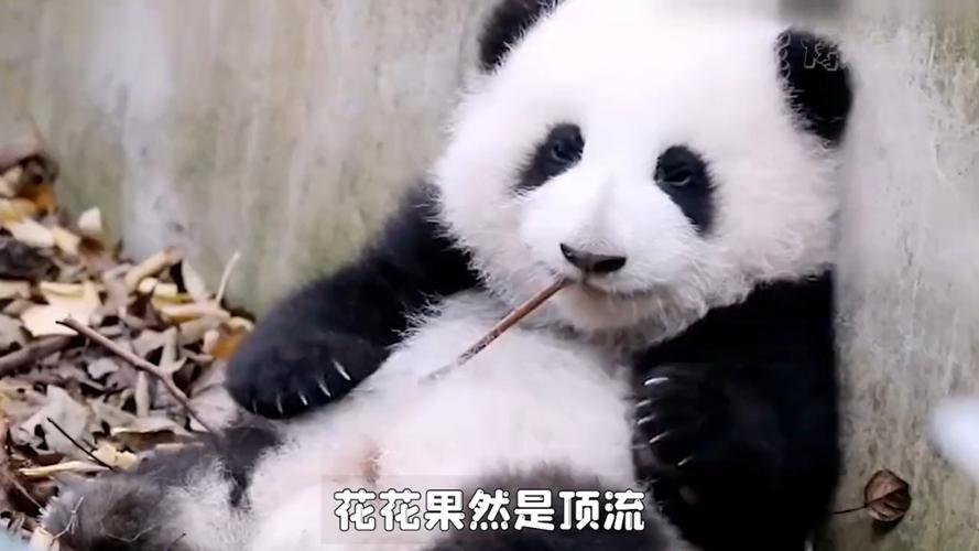 熊猫能不能听懂人话
