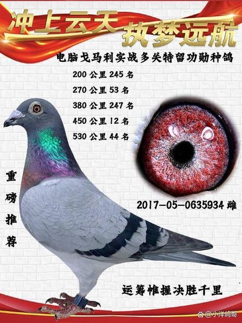 有编号的鸽子值多少钱