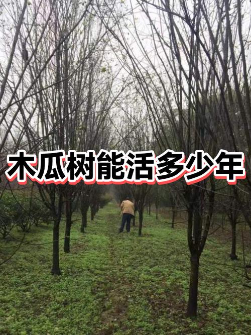 木瓜树的寿命是几年