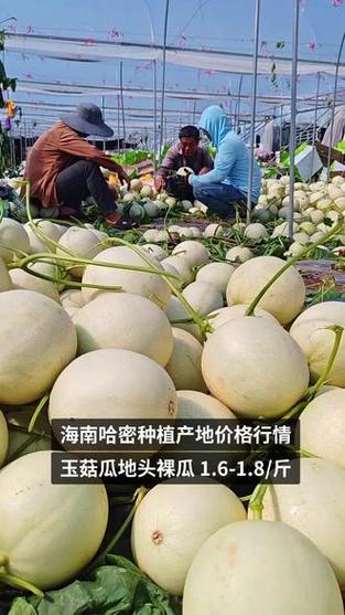 哈密瓜一个30块贵吗