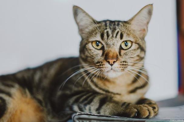 捡猫是吉兆还是凶兆缩略图