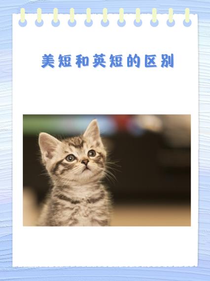 英短和美短哪个好养