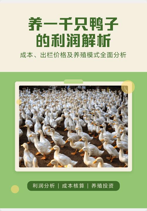 养5000只鸭子利润