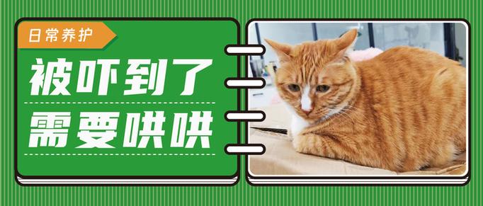 猫咪被吓到了如何安抚