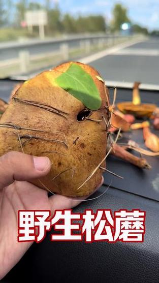 干松蘑为何有蛆